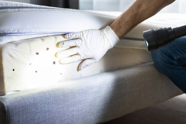 Best Flea Control Services  in Braddock Heights, MD