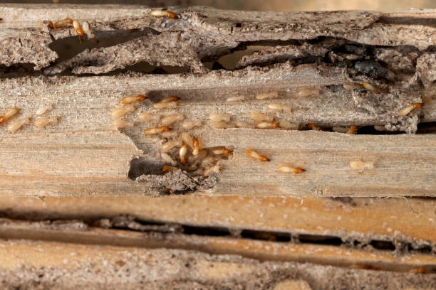Braddock Heights, MD Pest Control Company